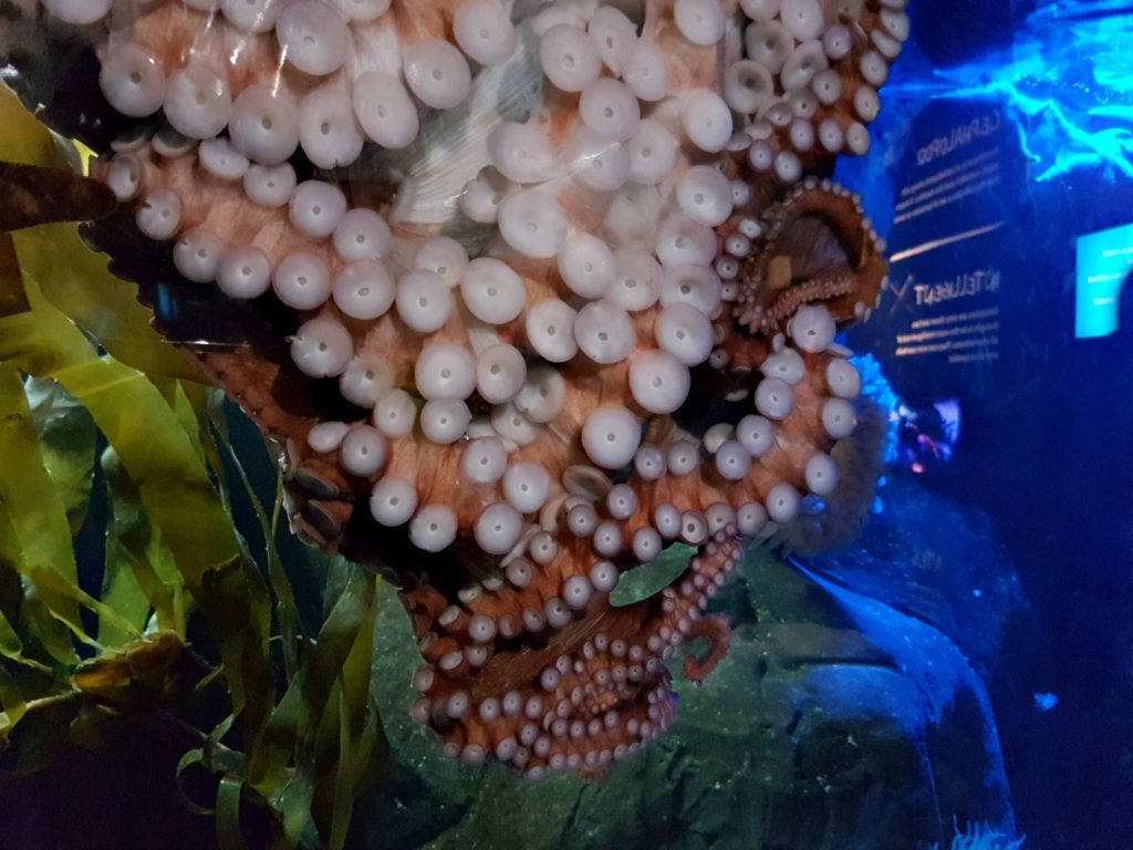 Suckers along the coiled tentacle of Miss Squishy, the giant Pacific octopus - my 13 reasons to visit the National Marine Aquarium, Plymouth