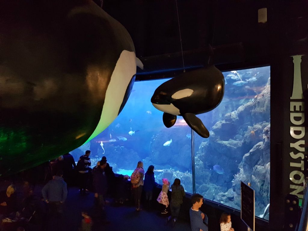 Models of orca hang above one of the tanks at the National Marine Aquarium, , Plymouth - my 13 reasons to visit the Plymouth Aquarium