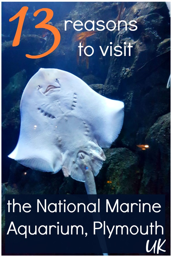 My top reasons to visit the National Marine Aquarium, Plymouth, UK - discovering the highlights of the Plymouth National Marine Aquarium with kids from the marine life of Plymouth Sound to finding Dory and more unusual sea creatures #plymouthuk #plymouthaquarium #mummytravels