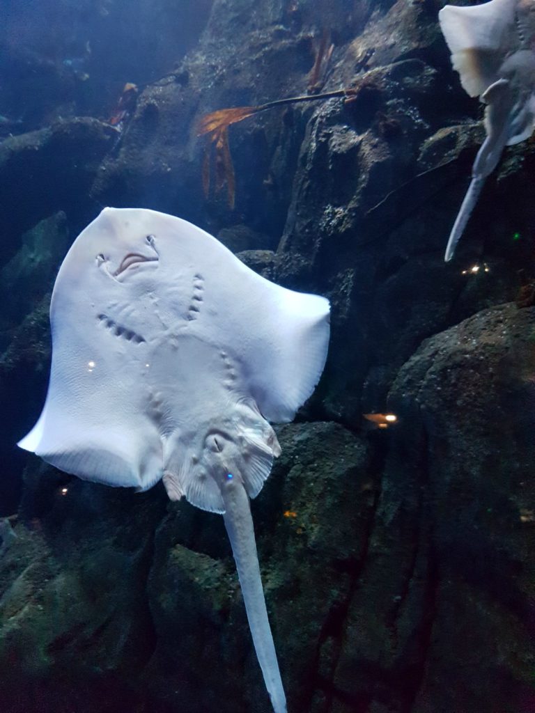 A ray swims up the side of a huge tank - my 13 reasons to visit the National Marine Aquarium, Plymouth