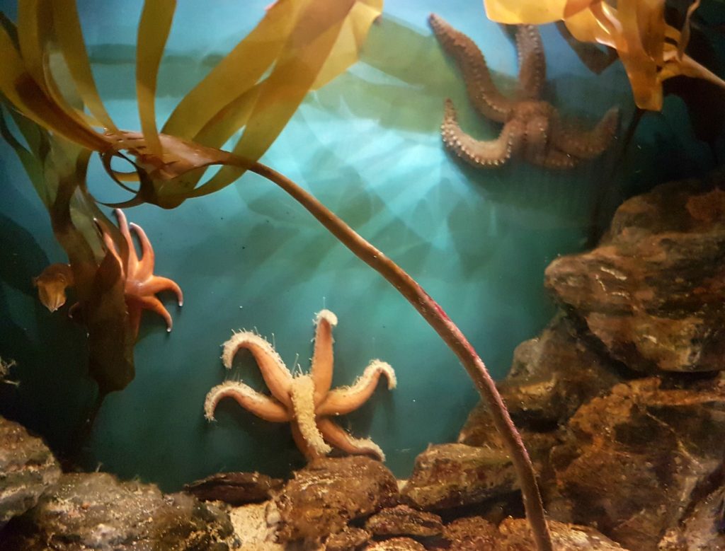 Seastars in the kelp - my 13 reasons to visit the National Marine Aquarium, Plymouth