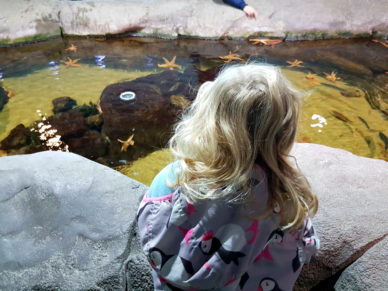 A girl looks at the sea stars - or starfish - in a rockpool: my 13 reasons to visit the National Marine Aquarium, Plymouth