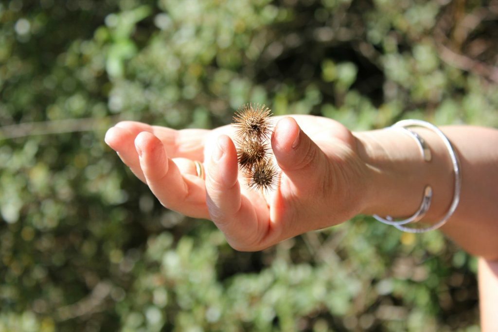 Hand holding a burr found in the Montseny biosphere reserve. My walk in the woods at Montseny Natural Park, Spain
