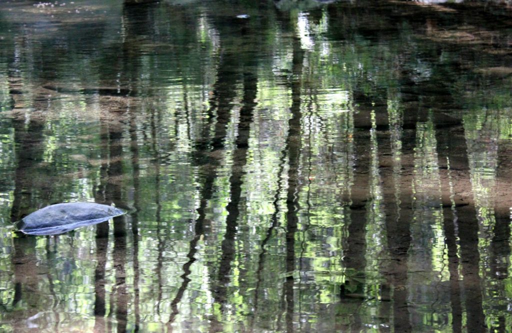View of the reflected trees in Montseny biosphere reserve. My photo tour of Costa Barcelona