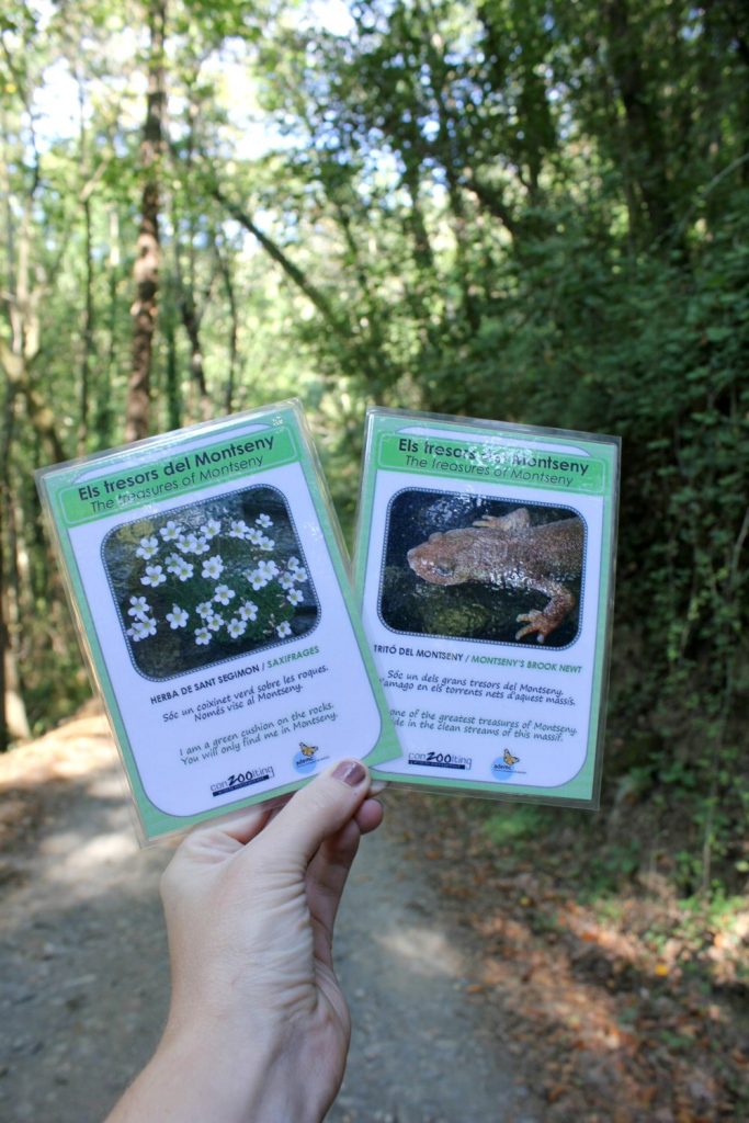 The treasures of Montseny - hand holding two laminated cards showing flora and fauna in the biosphere reserve. My walk in the woods at Montseny Natural Park, Spain