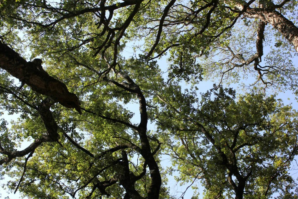 View of the trees in Montseny biosphere reserve. My photo tour of Costa Barcelona