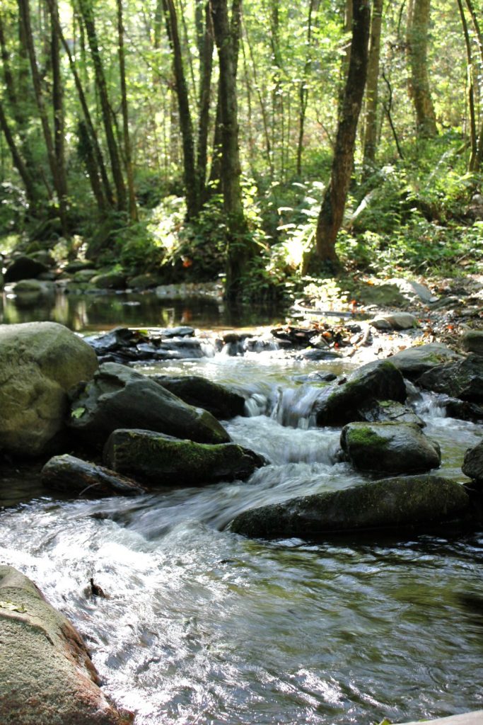 A small waterfall in the river at Montseny biosphere reserve. My walk in the woods at Montseny Natural Park, Spain