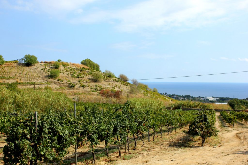 View of the vines at Alta Alella vineyard looking down to the sea. My photo tour of Costa Barcelona