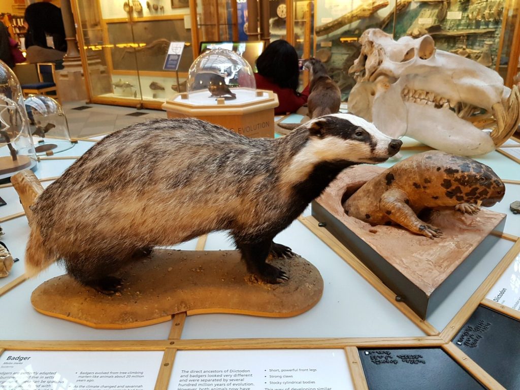 Badger - one of the exhibits at Oxford University Museum of Natural History. Our Oxford University natural history museum day out