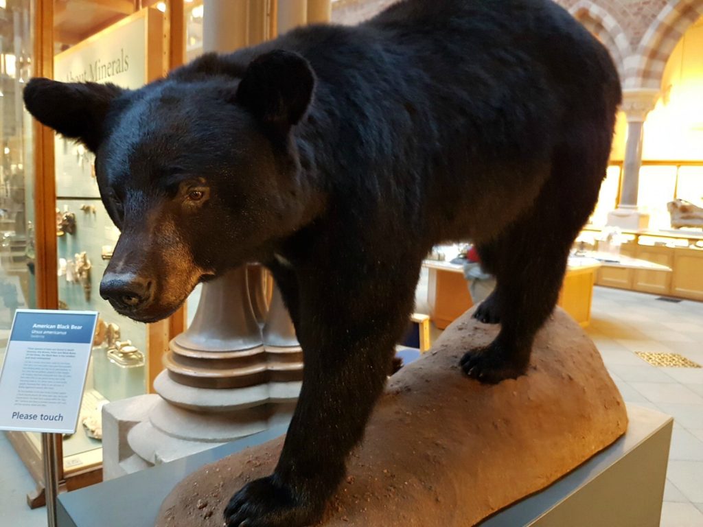 Black bear - one of the exhibits at Oxford University Museum of Natural History. Our Oxford University natural history museum day out