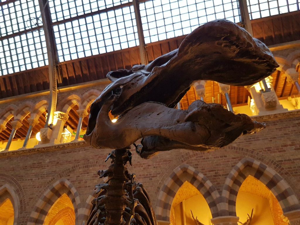 Dinosaur skeleton - one of the exhibits at Oxford University Museum of Natural History. Our Oxford University natural history museum day out