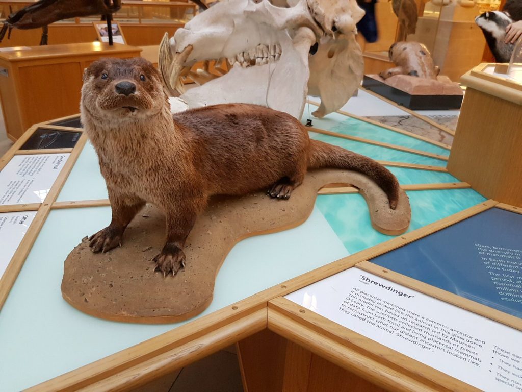 Otter - one of the exhibits at Oxford University Museum of Natural History. Our Oxford University natural history museum day out