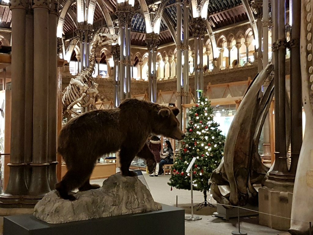 Brown bear by a whale jawbone and Christmas tree at the entrance to the Oxford University Museum of Natural History. Our Oxford University natural history museum day out