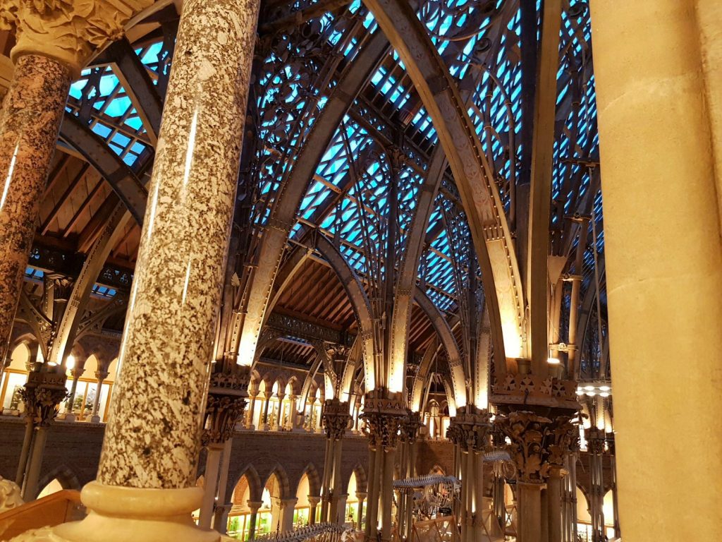 The Oxford University Museum of Natural History lit up after dark. Our Oxford University natural history museum day out