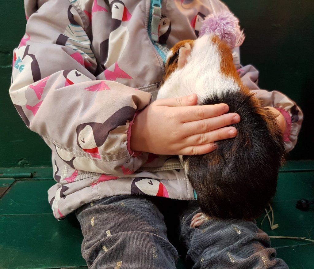 My daughter's hands holding a guinea pig at Willows Activity Farm Santa Spectacular near St Albans in Hertfordshire - my review of our family day out