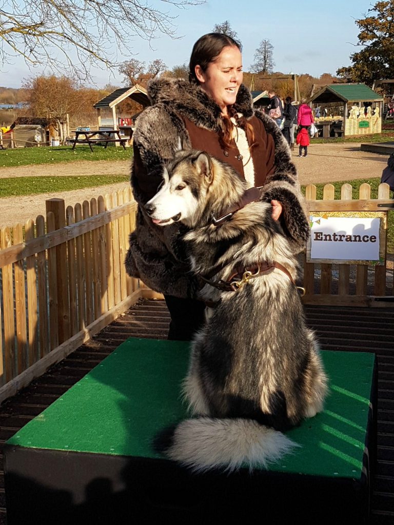 An Alaskan Malamute called Mischka at Willows Activity Farm Santa Spectacular near St Albans in Hertfordshire - my review of our family day out