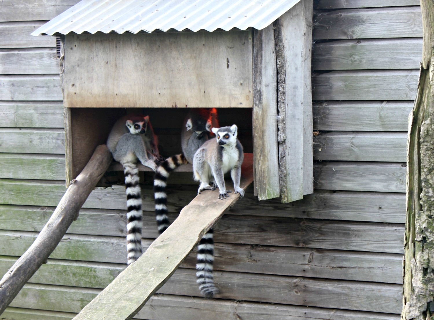 Lemurs at Manor House Wildlife Park in Wales - one of my three top days out in Pembrokeshire with kids