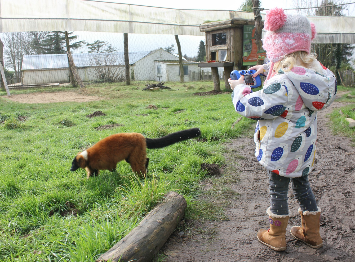 A girl takes a photo of a lemur at Manor House Wildlife Park in Wales - one of my three top days out in Pembrokeshire with kids