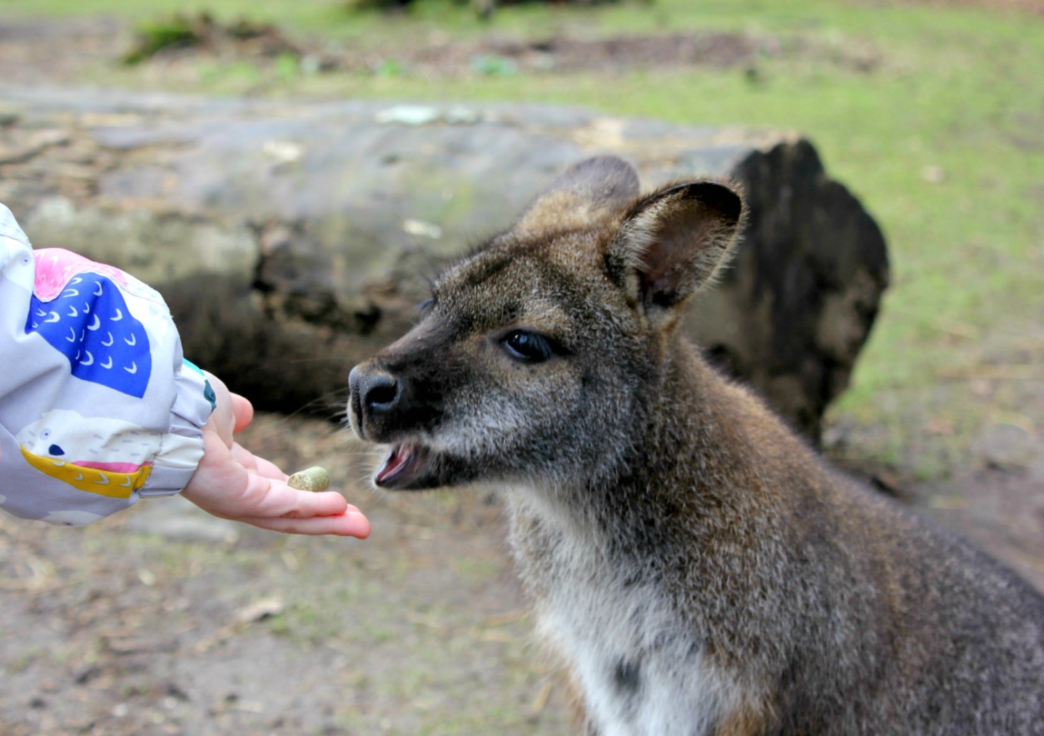 A girl feeds a wallaby at Manor House Wildlife Park in Wales - one of my three top days out in Pembrokeshire with kids