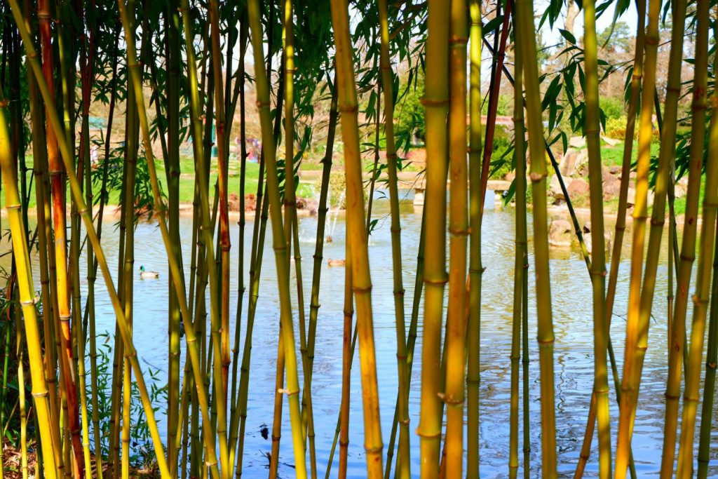 Bamboo by the water gardens at Cliveden - a day out in photos testing my Fujifilm X-A3 mirrorless camera
