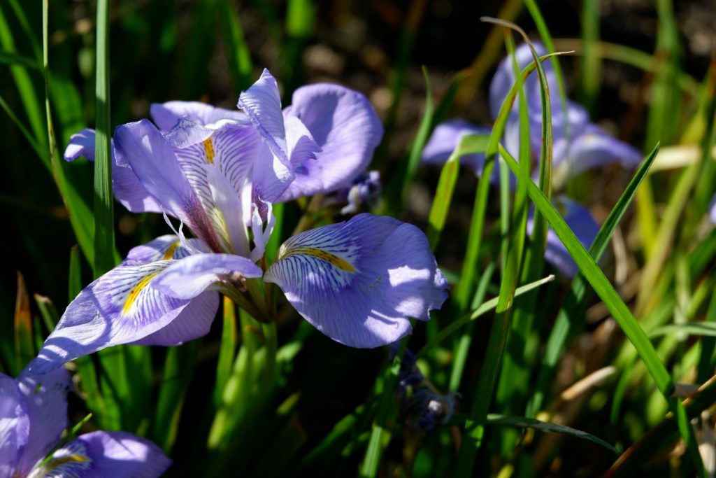 Close-up of an early flowering iris at Cliveden - a day out in photos testing my Fujifilm X-A3 mirrorless camera