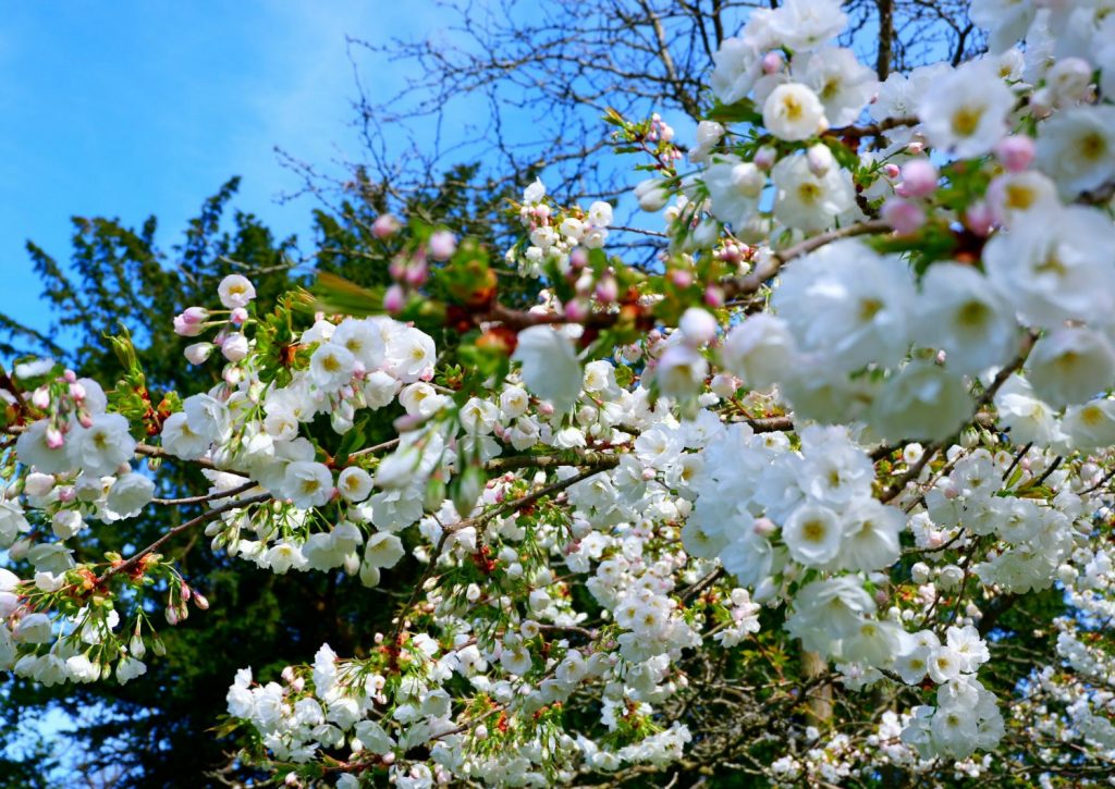 White blossom on a tree at Cliveden - a day out in photos testing my Fujifilm X-A3 mirrorless camera