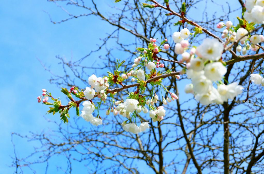 Close-up of white blossom against a blue sky at Cliveden - a day out in photos testing my Fujifilm X-A3 mirrorless camera