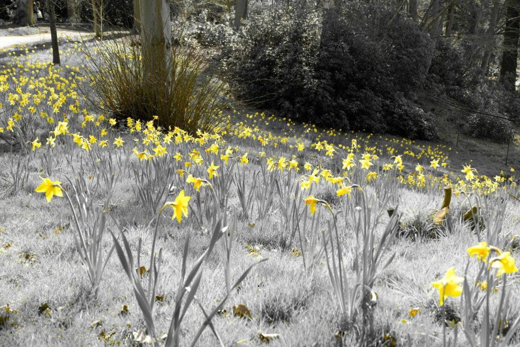 Yellow daffodils against a monocrhome background at Cliveden - a day out in photos testing my Fujifilm X-A3 mirrorless camera