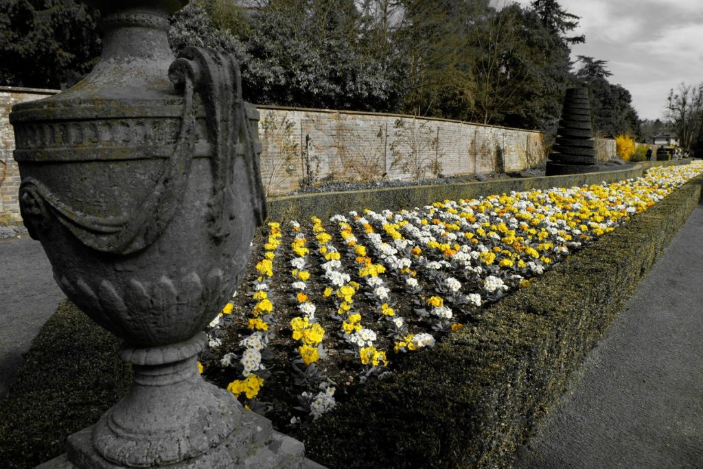 The yellow and orange of flowers against a monocrhome background in the gardens at Cliveden - a day out in photos testing my Fujifilm X-A3 mirrorless camera