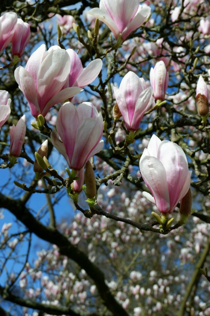 Magnolia against a blue sky at Cliveden - a day out in photos testing my Fujifilm X-A3 mirrorless camera