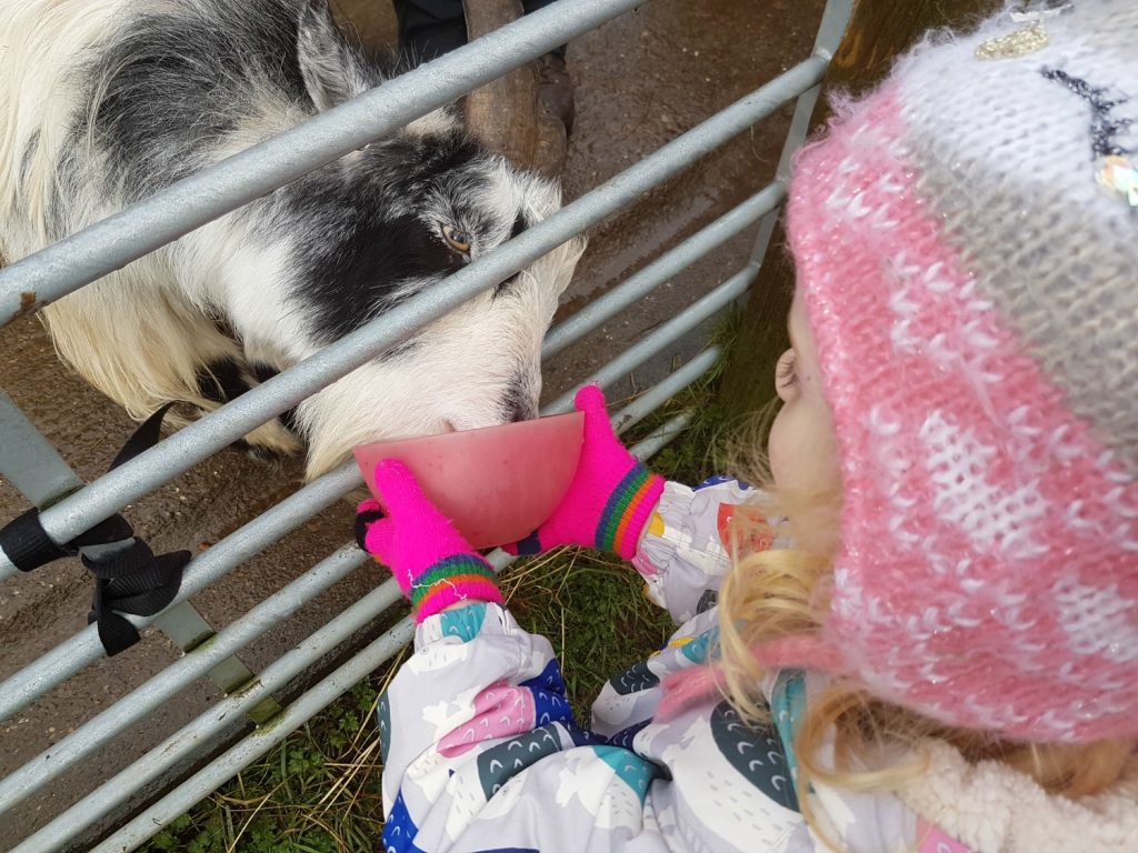 Feeding the goat at Clydey Cottages Pembrokeshire in Wales - my review of our stay at this family-friendly holiday cottage