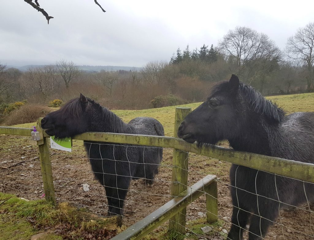 Ponies at Clydey Cottages Pembrokeshire in Wales - my review of our stay at this family-friendly holiday cottage