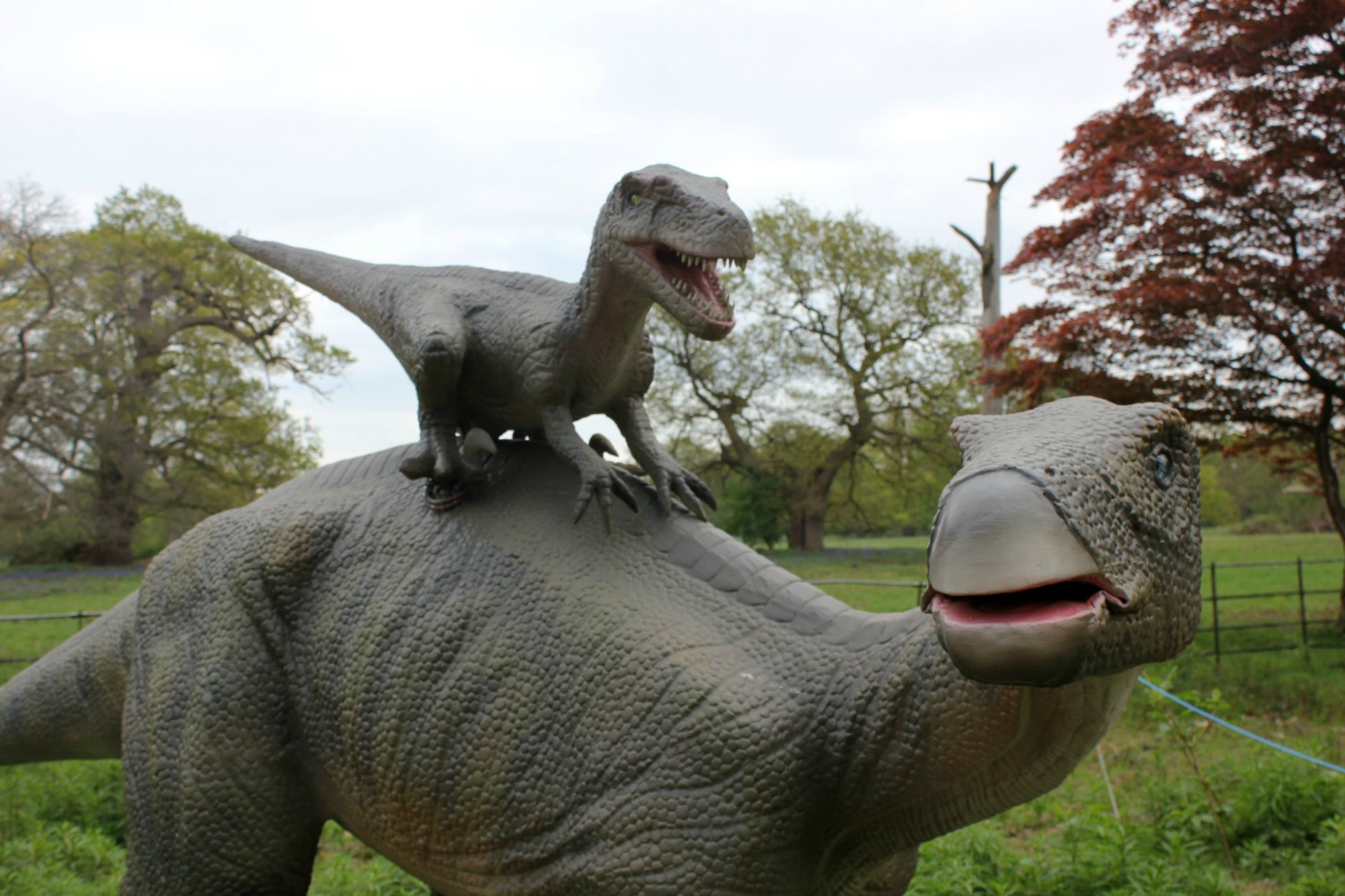 A smaller dinosaur attacks - two of the animatronic models among the Jurassic Kingdom dinosaurs in Osterley Park, London before their UK tour