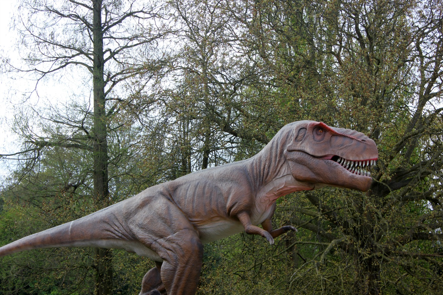 The huge animatronic Tyrannosaurus Rex - discovering the Jurassic Kingdom dinosaurs in Osterley Park, London before their UK tour