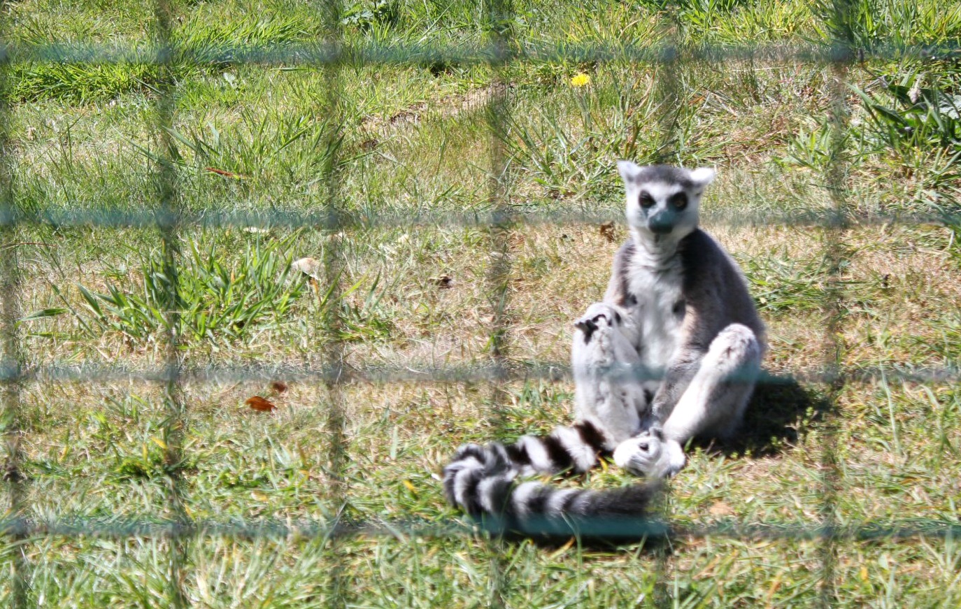 Ringtailed lemur sunbathing at the Isle of Wight Zoo - taking a stop to discover some other animals while hunting the Isle of Wight dinosaurs