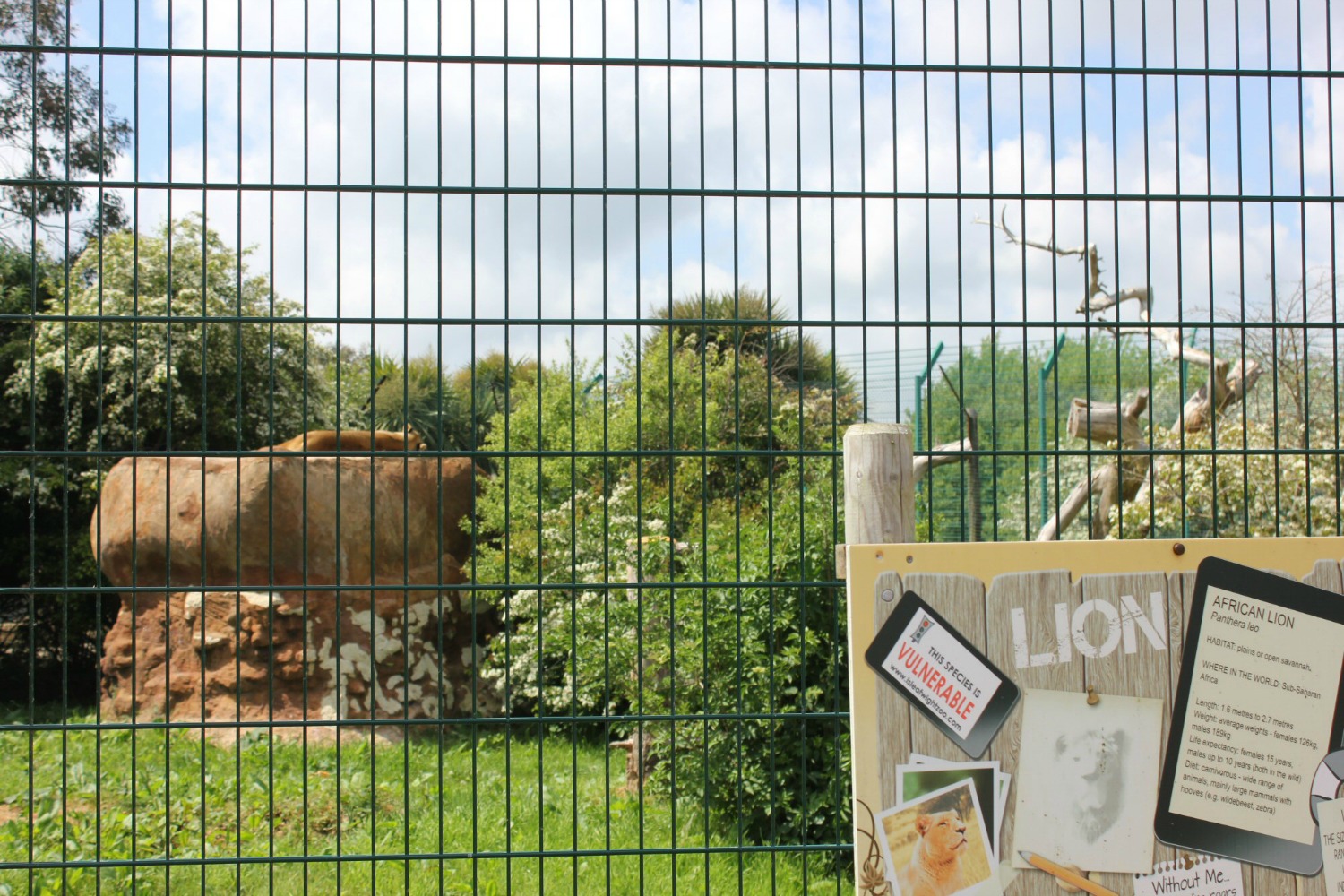 Lion sunbathing at the Isle of Wight Zoo - taking a stop to discover some other animals while hunting the Isle of Wight dinosaurs