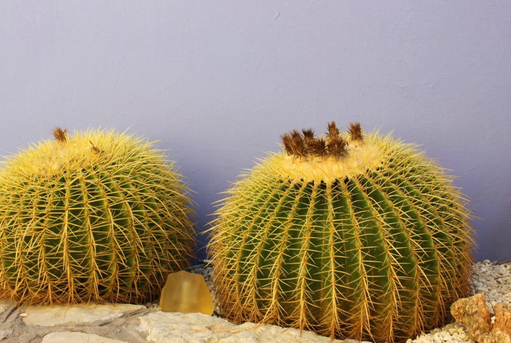 Cacti against a blue wall at Iapetos Village on Symi in Greece - my Iapetos Village Symi review