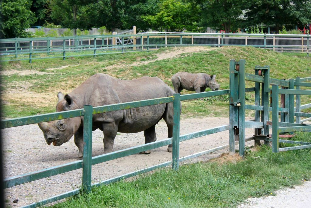 Mother and baby black rhino - my Rhino Lodge Port Lympne review