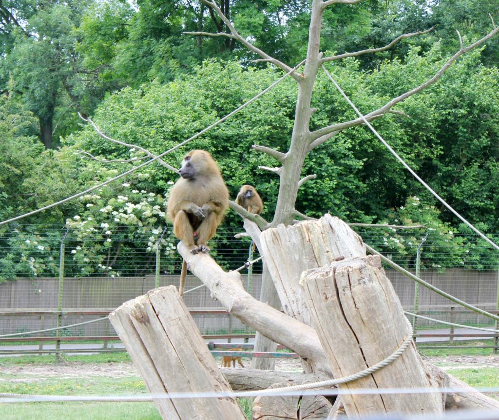 Baboons relaxing in a tree - my Rhino Lodge Port Lympne review