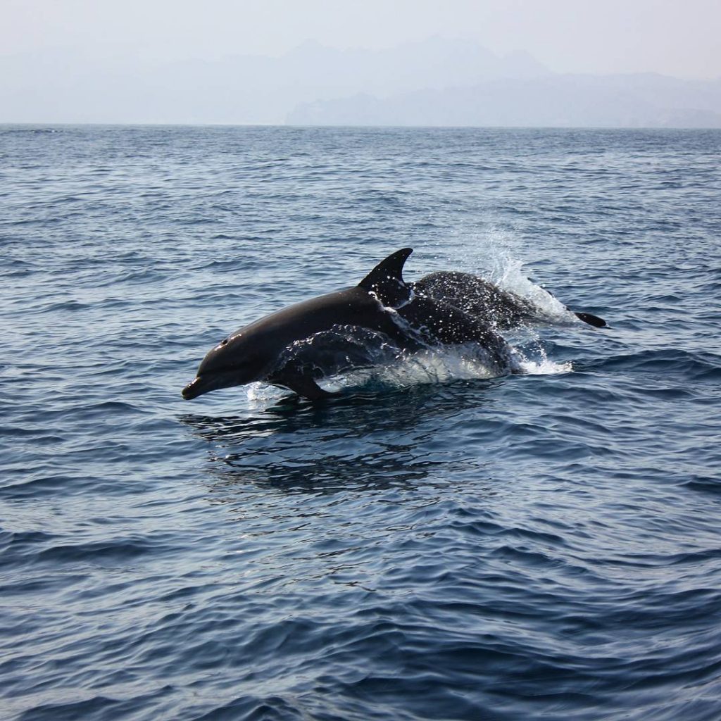 A dolphin leaping out of the blue waves of the sea off Muscat in Oman - my nine reasons to visit Oman with kids