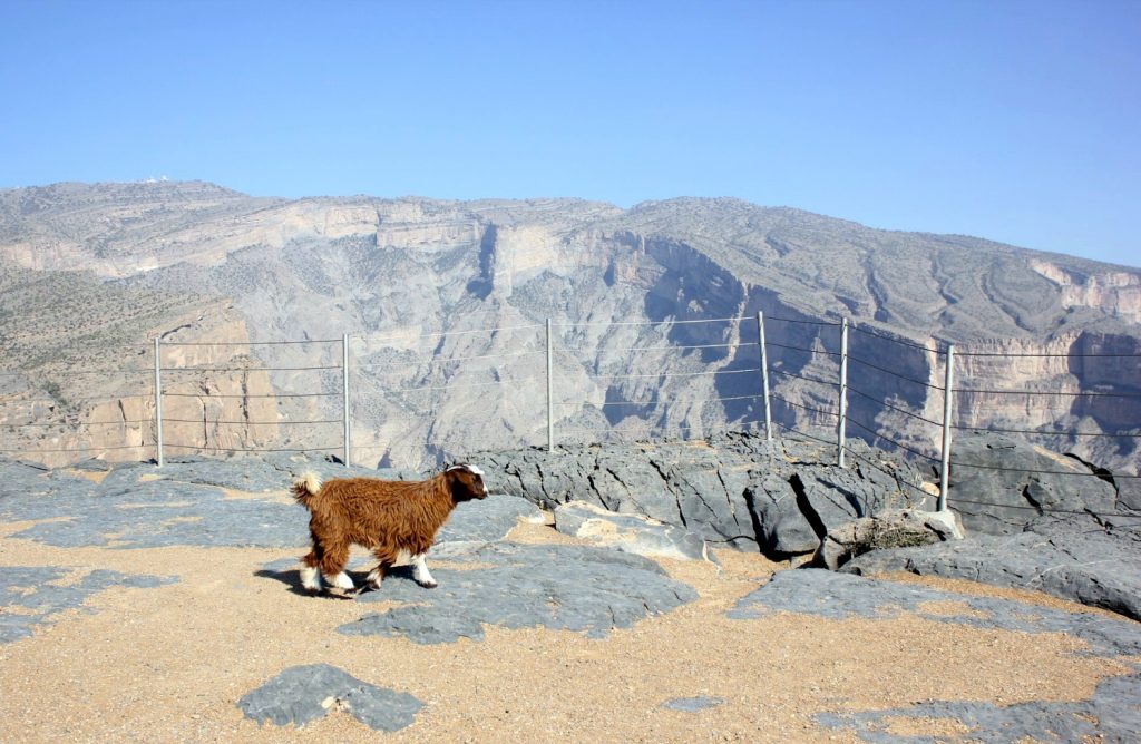A goat wanders past the fenced edge of the canyon at Jebel Shams, the highest mountain in Oman - my nine reasons to visit Oman with kids