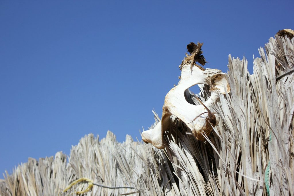 A bleached white camel skull above a Bedouin house in the dunes of Wahiba Sands in Oman - my nine reasons to visit Oman with kids