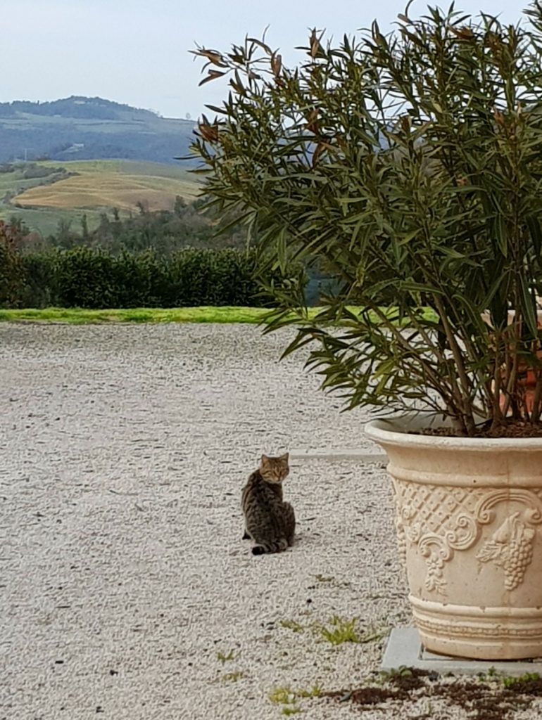 One of the four cats outside Villa Le Capanne near Volterra in Tuscany - my review of the perfect big family villa in Tuscany, Italy