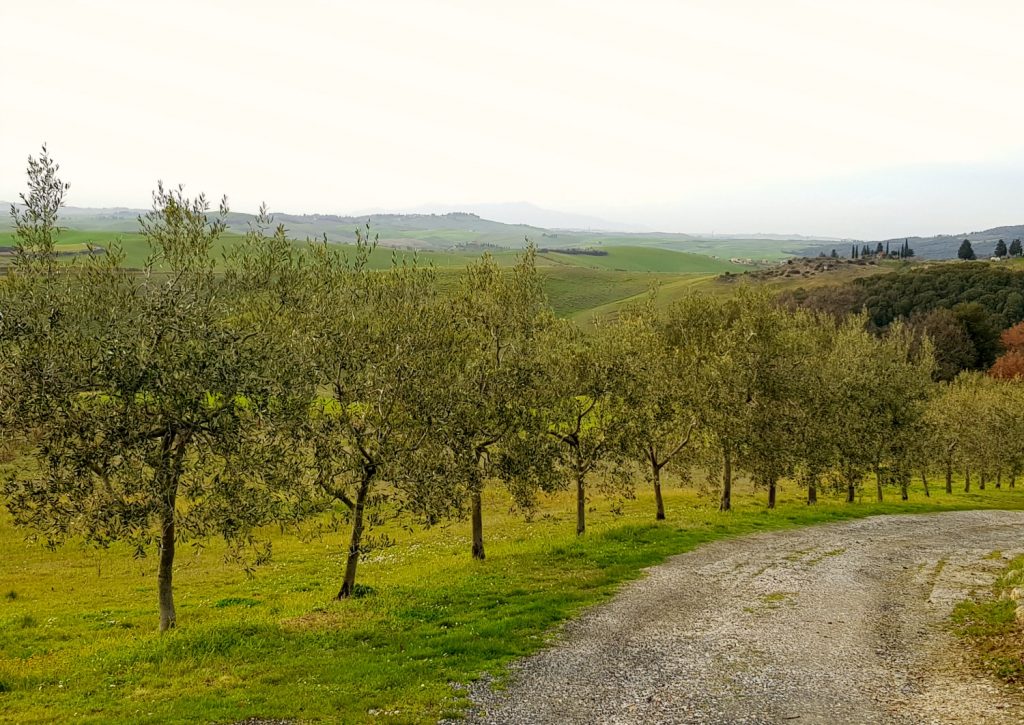 View to the olive trees at Villa Le Capanne near Volterra in Tuscany to the countryside - my review of the perfect big family villa in Tuscany, Italy