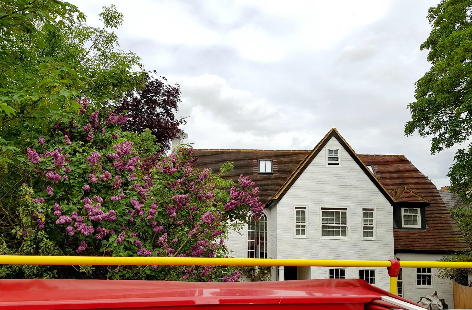 Flowers blooming along the route from Windsor to Datchet and Eton - hopping on to the Windsor original tour, a Windsor bus tour with kids