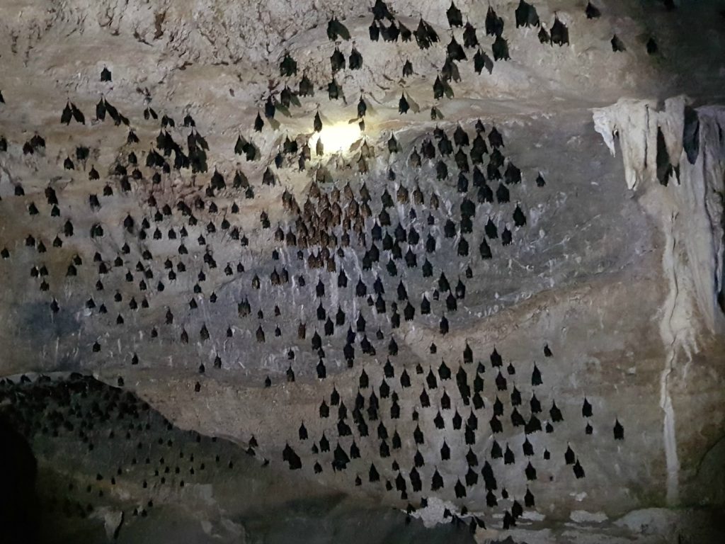 Hundreds of bats on the roof of the bat cave in Langkawi as part of a tour through the mangroves - my top Langkawi tour with kids