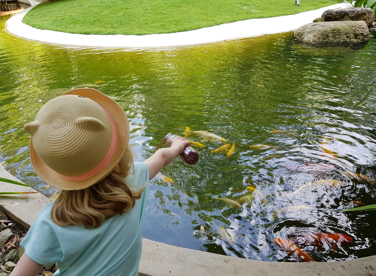My daughter feeds the fish at The Danna Langkawi - my Danna Langkawi review if you're visiting the luxury hotel in Malaysia with kids
