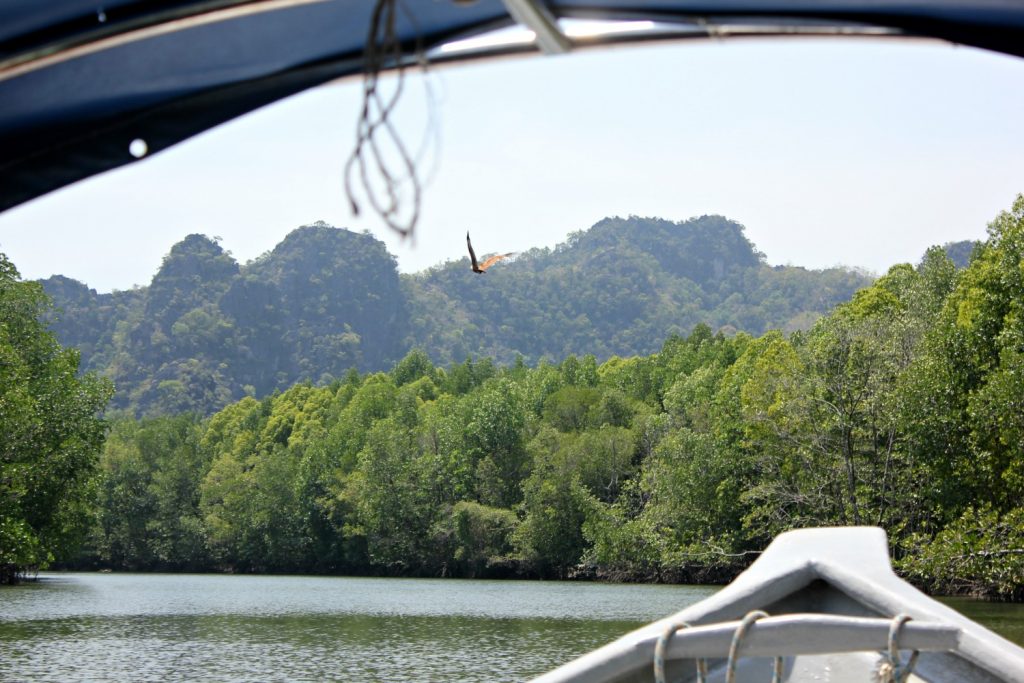 An eagle framed by our boat canopy at Kilim geoforest park in Langkawi as part of a tour through the mangroves - my top Langkawi tour with kids