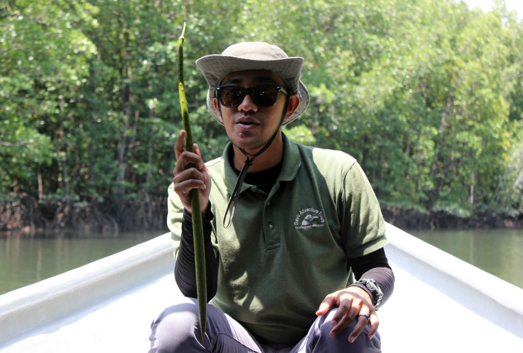 Chiro, our guide from Dev's Adventures, holds a mangrove seed - my top Langkawi tour with kids