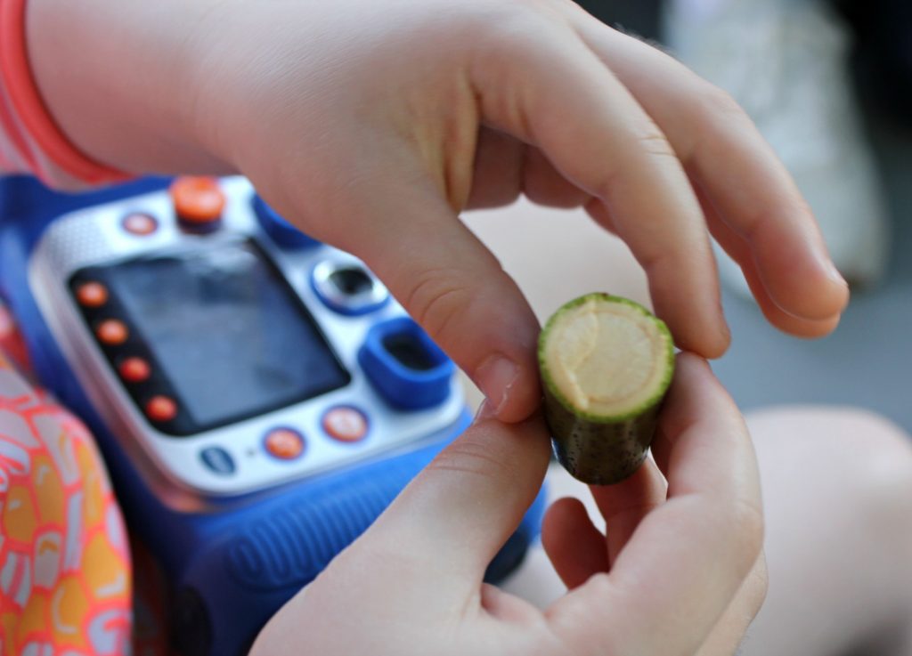 My daughter holds part of a mangrove seed - my top Langkawi tour with kids